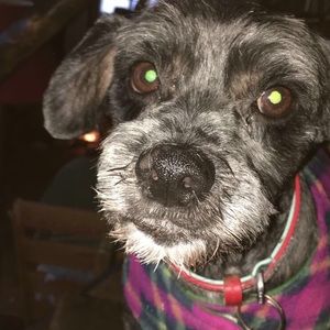 Meet your Posher, Lena